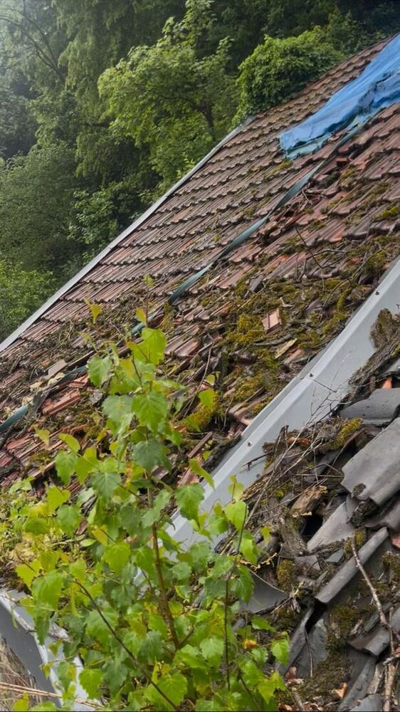 Toiture envahie par la végétation — Couverture par Balo Toiture en Belgique